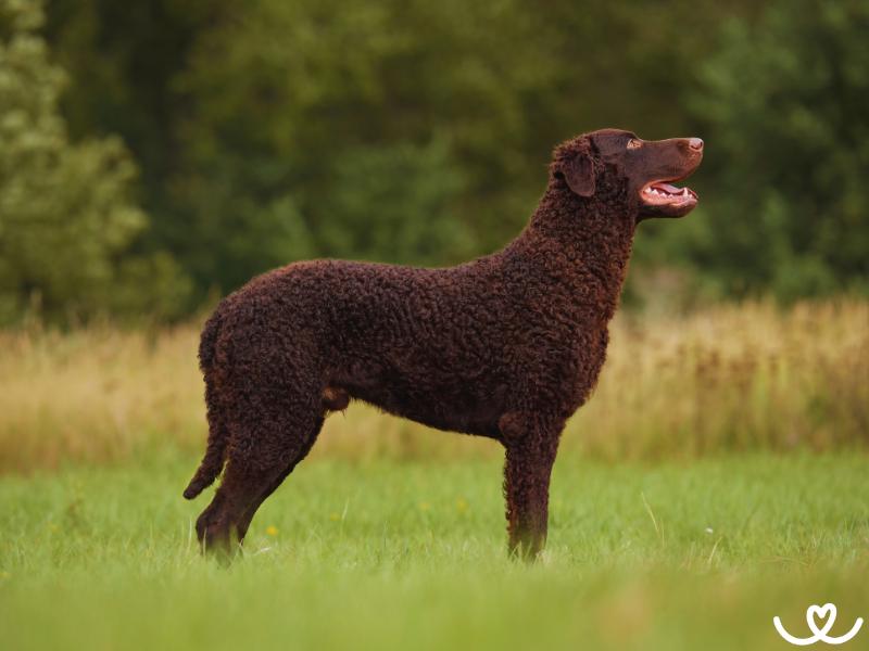 Plemeno-curly-coated-retrivr (3)